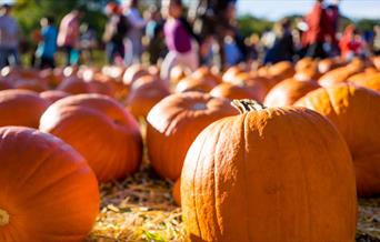 Pumpkins in Apley Farm Fields