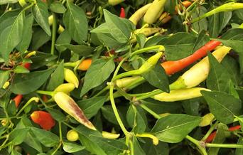 chilies growing