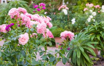 roses in the garden at Goldstone