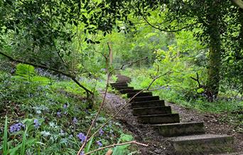 Footpath through woodland