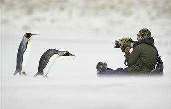 King Penguin encounter
