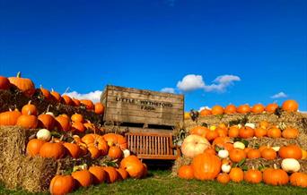 Pumpkin patch photo opportunity