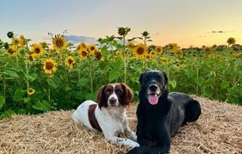Little Wytheford Farm Sunflower Fields