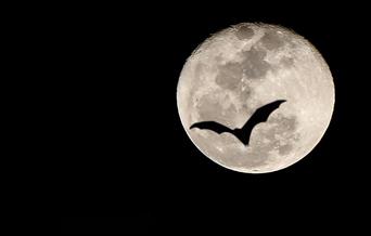 Flight by Night - Evening Bat Walk