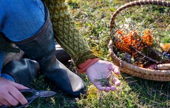 Beginner Foraging Walk