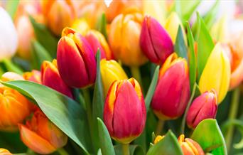 beautifully colourful tulips