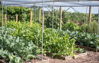Vegetable garden