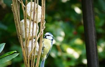Vine Willow Wood Bird Feeder Workshop