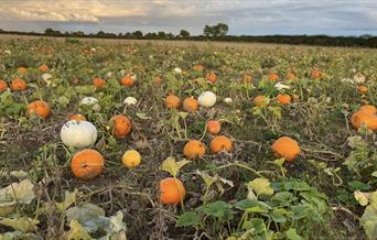 Wrekin Spirit Pumpkin Patch in setting sun background