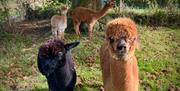 Alpacas