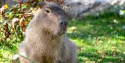 Capybara at Exotic Zoo