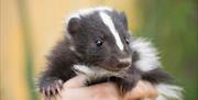 Skunk