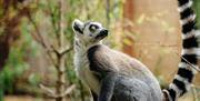 Lemur