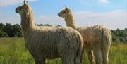 Two Suri Alpacas