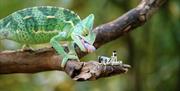 Chameleon