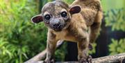 Kinkajou