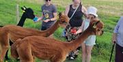 People feeding alpacas