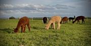 Alpacas grazing