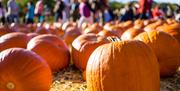 Pumpkins in Apley Farm Fields