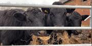 Dexter cattle eating behind gate