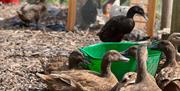 Ducks and chickens at farm