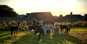 Farm at dusk