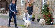 Ouessant sheep on leads being walked by family