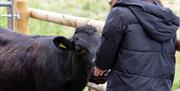 Person feeding Dexter cow