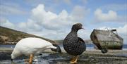 Kelp Geese feeding