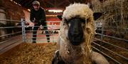 Lambs in barn