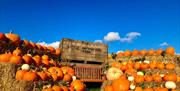 Pumpkin patch photo opportunity