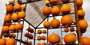 Photo opportunity at Little Wytheford Farm Pumpkin Patch