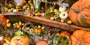 Varieties of pumpkins available at Little Wytheford Farm Pumpkin patch