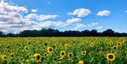 Sunflowers in Shawbury Shropshire