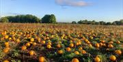 Little Wytheford Farm pumpkin patch