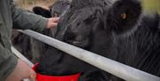 Person feeding and stroking Dexter cow through gate