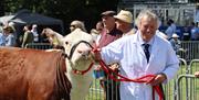 Cattle on show at Newport Show