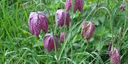 Park Grange Holidays  Fritillaries