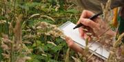 Sketching grasses outside