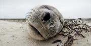 Sleeping Elephant Seal