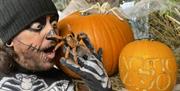 The director of Exotic Zoo holding a spider surrounded by pumpkins