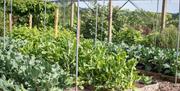 Vegetable garden
