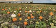Wrekin Spirit Pumpkin Patch in setting sun background