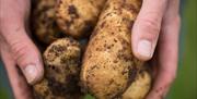 hands holding recently unearthed potatoes