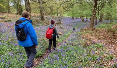 Walkers on the 50 walking route in Telford surrounded by bluebells