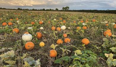 Wrekin Spirit Pumpkin Patch in setting sun background