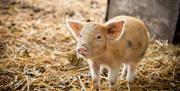Little piglet at Forhall Farm