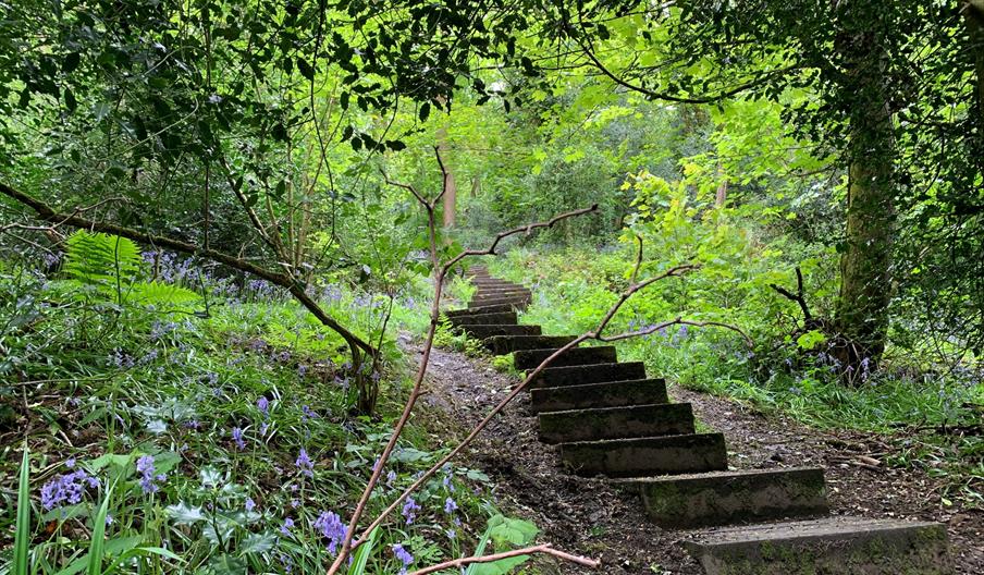 Footpath through woodland