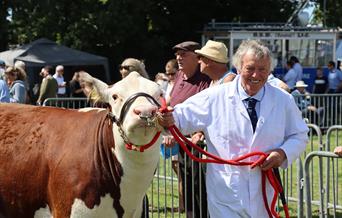 Cattle on show at Newport Show