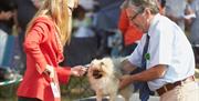 A dog and its owner in the dog show at Newport Show